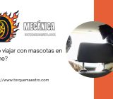 ¿Cómo viajar con mascotas en el coche?