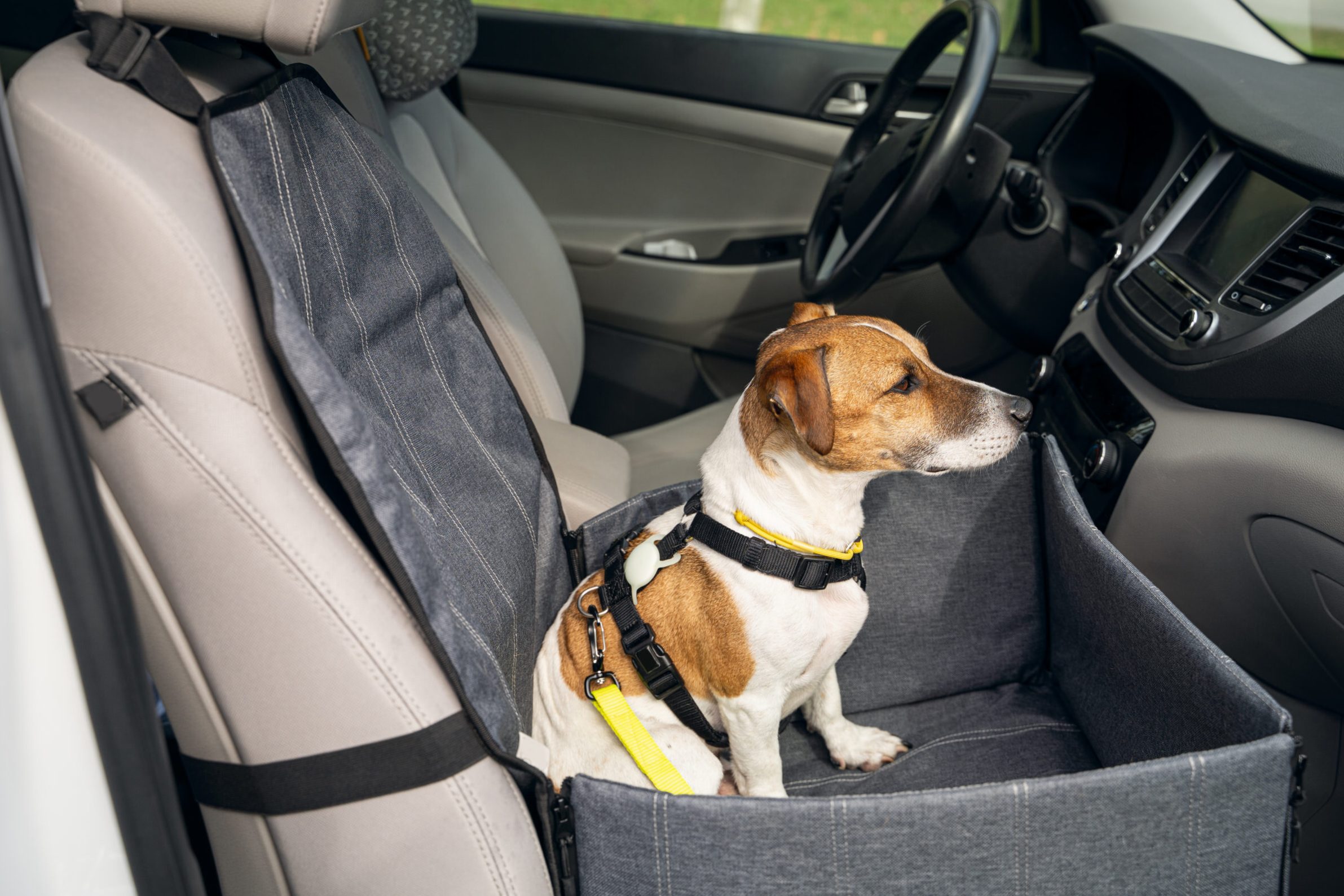 ¿Cómo viajar con mascotas en el coche?